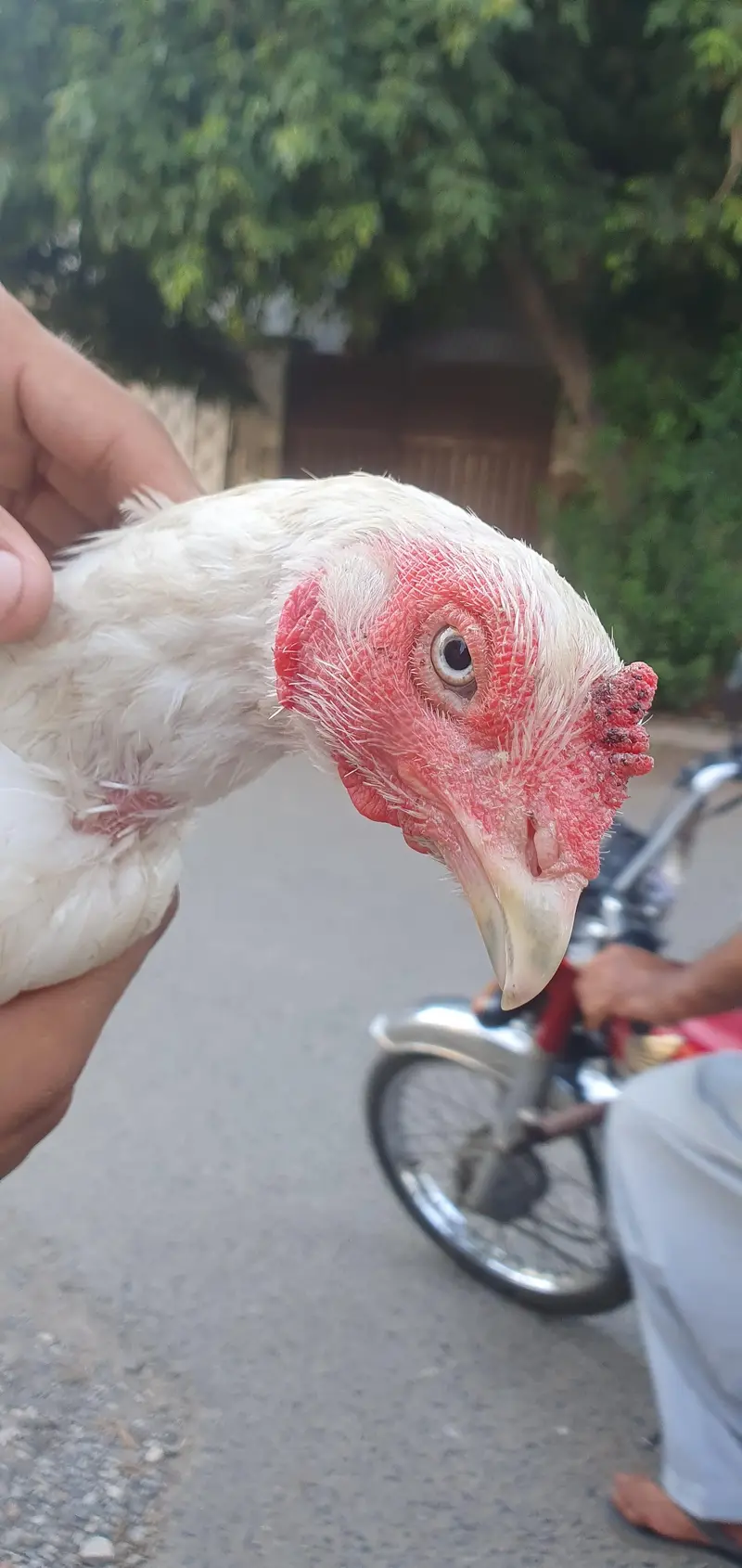 home breed aseel hen — photo 7