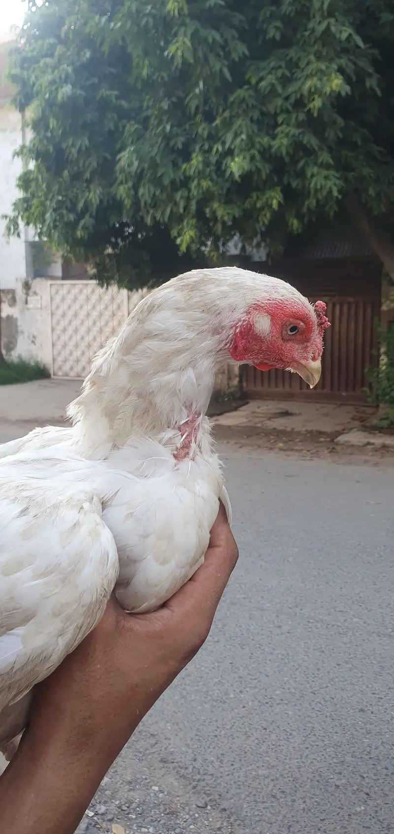 home breed aseel hen — photo 8