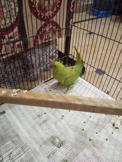 breeder female