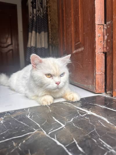 Mano – White Persian Cat | 1.5 Years | Beautiful Colorful Eyes