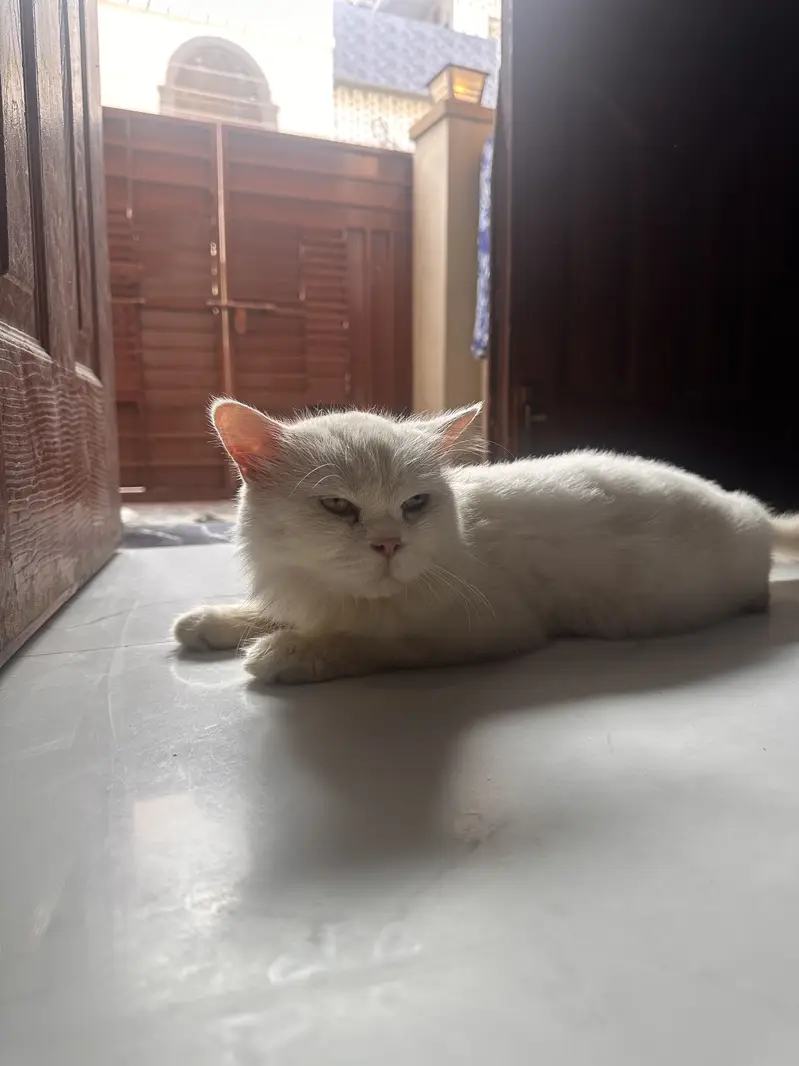 Mano – White Persian Cat | 1.5 Years | Beautiful Colorful Eyes — photo 2