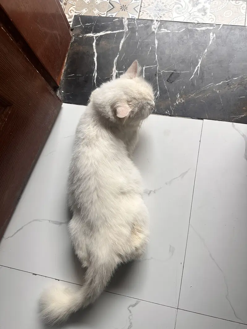 Mano – White Persian Cat | 1.5 Years | Beautiful Colorful Eyes — photo 3