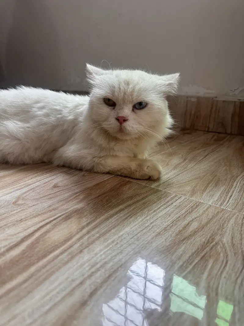 Mano – White Persian Cat | 1.5 Years | Beautiful Colorful Eyes — photo 4
