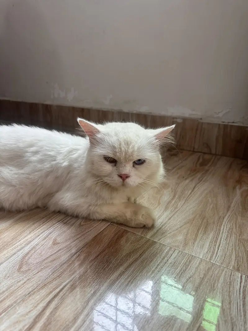 Mano – White Persian Cat | 1.5 Years | Beautiful Colorful Eyes — photo 5