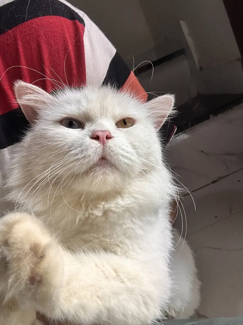 Mano – White Persian Cat | 1.5 Years | Beautiful Colorful Eyes — photo 6