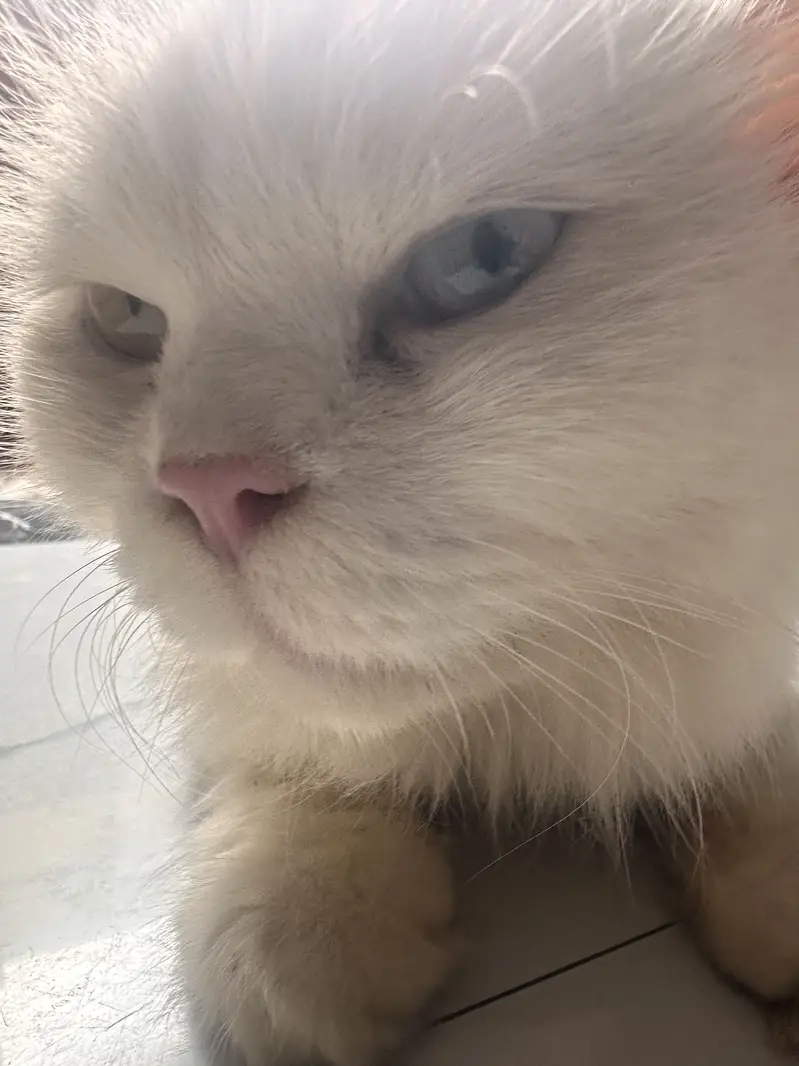 Mano – White Persian Cat | 1.5 Years | Beautiful Colorful Eyes — photo 7