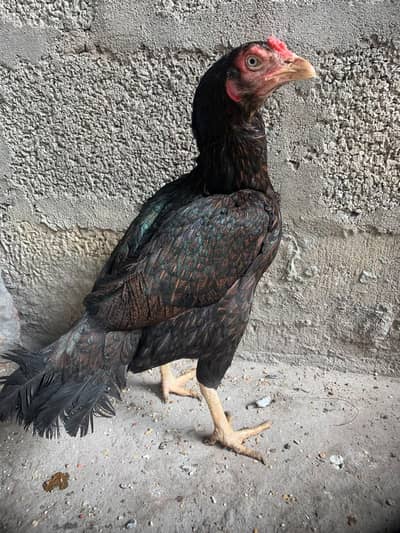 aseel madee for sale