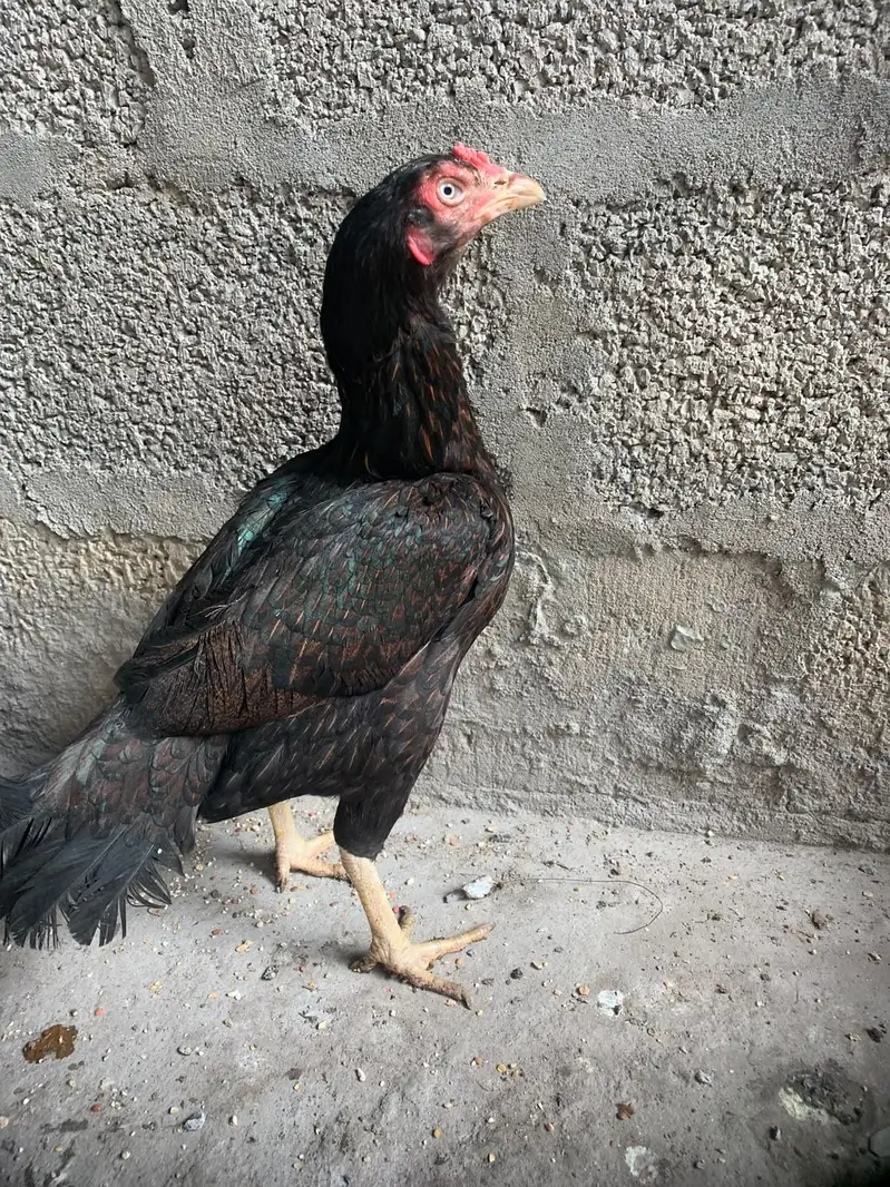 aseel madee for sale — photo 2