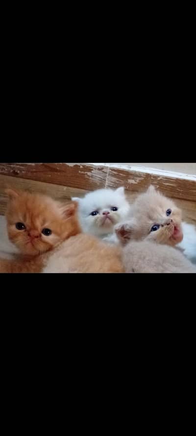 cuties