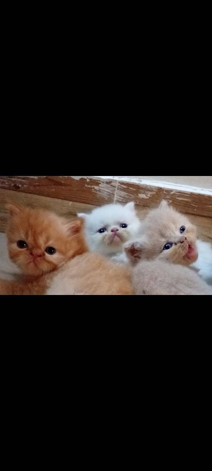 cuties 0