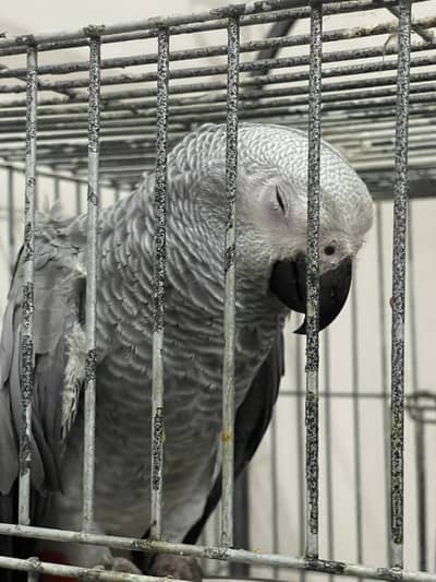 Silver African Grey Parrot Baby