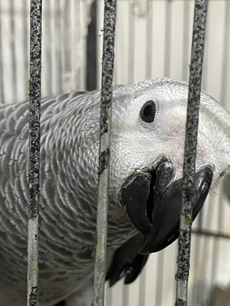 Silver African Grey Parrot Baby — photo 2