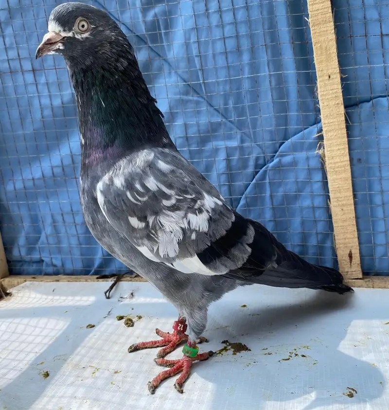 teddy bredr male avil — photo 2