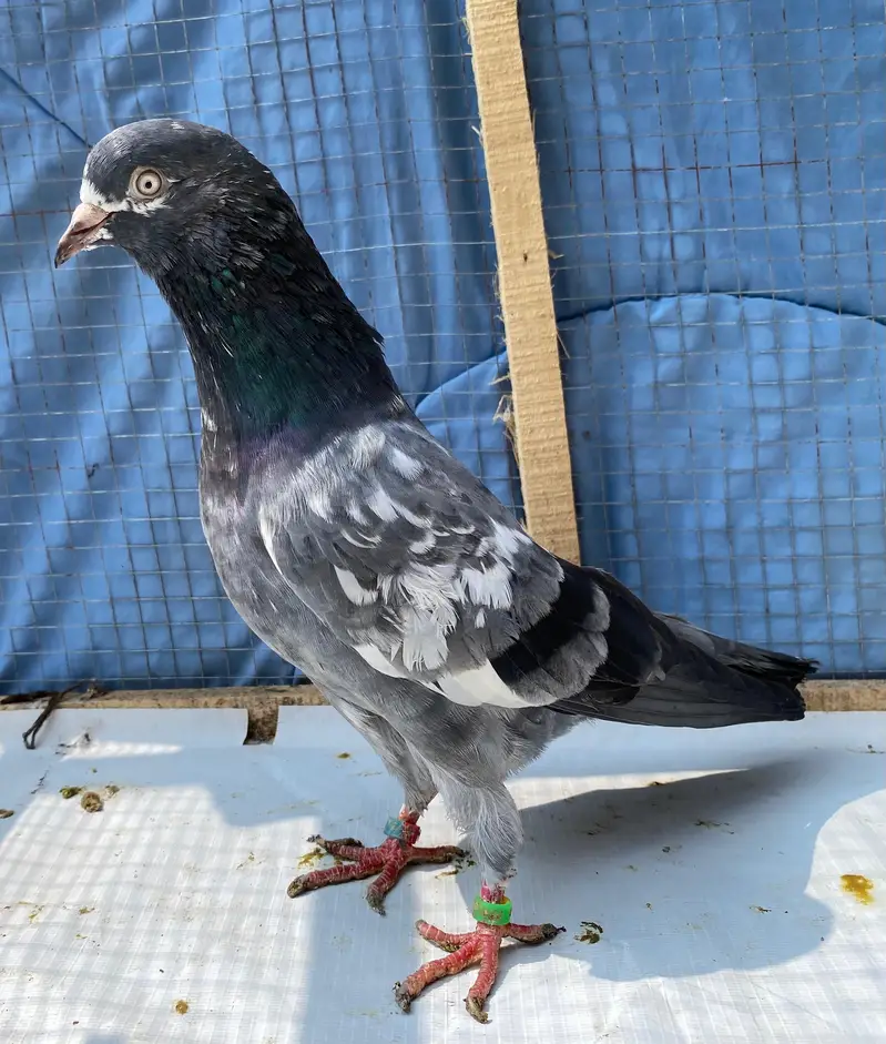 teddy bredr male avil — photo 4