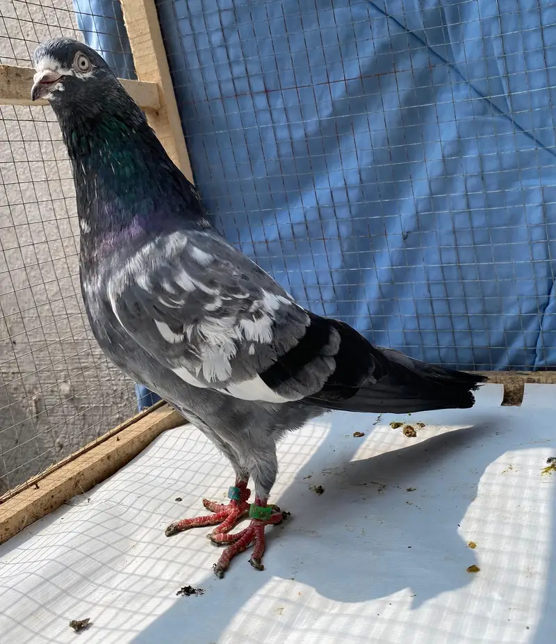 teddy bredr male avil — photo 5