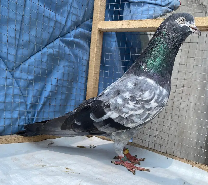 teddy bredr male avil — photo 6