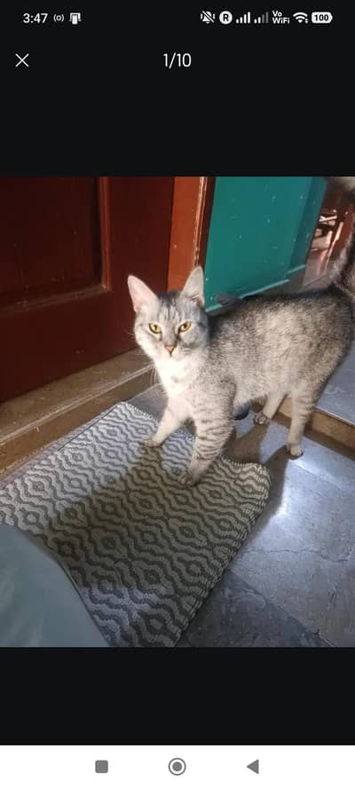 Egyptian mao cat for sale