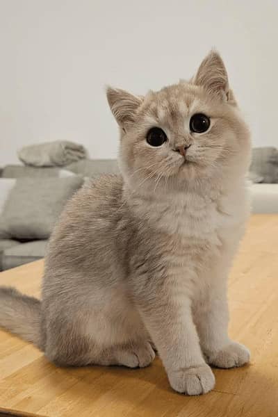 Persian kitten