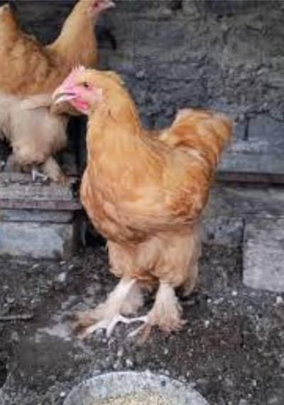 Heavy golden buff chicks age 3.5 month available for sale