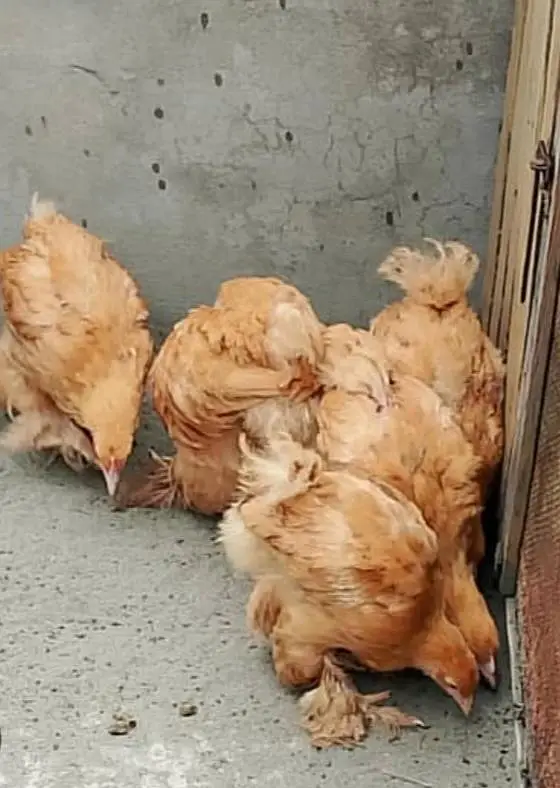 Heavy golden buff chicks age 3.5 month available for sale — photo 2