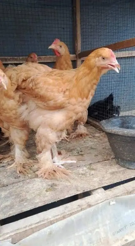 Heavy golden buff chicks age 3.5 month available for sale — photo 3