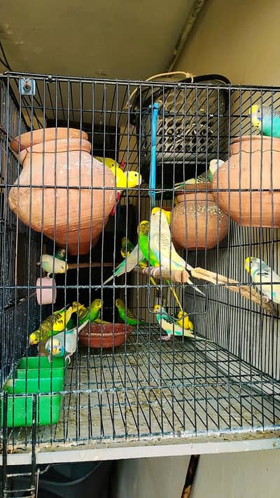 Beautiful color Budgie Parrots