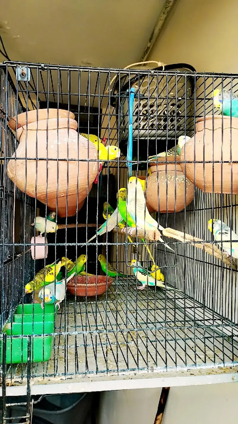 Beautiful color Budgie Parrots — photo 2