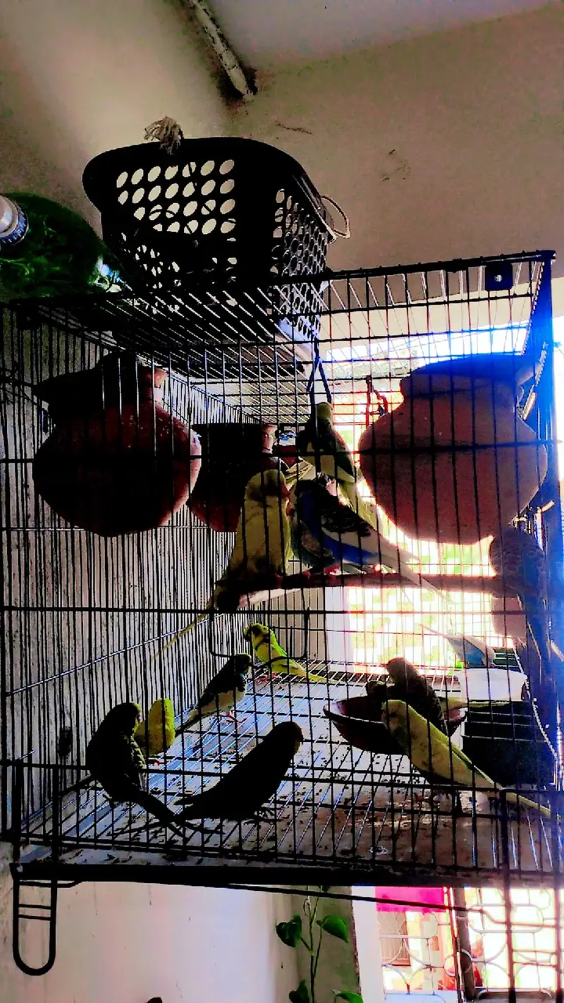 Beautiful color Budgie Parrots — photo 3