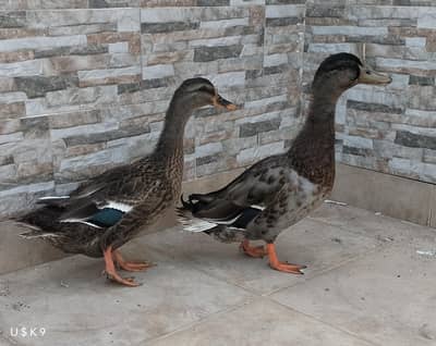 Mallard Duck Pair