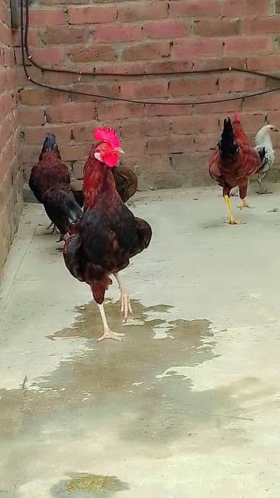 Male for sale
