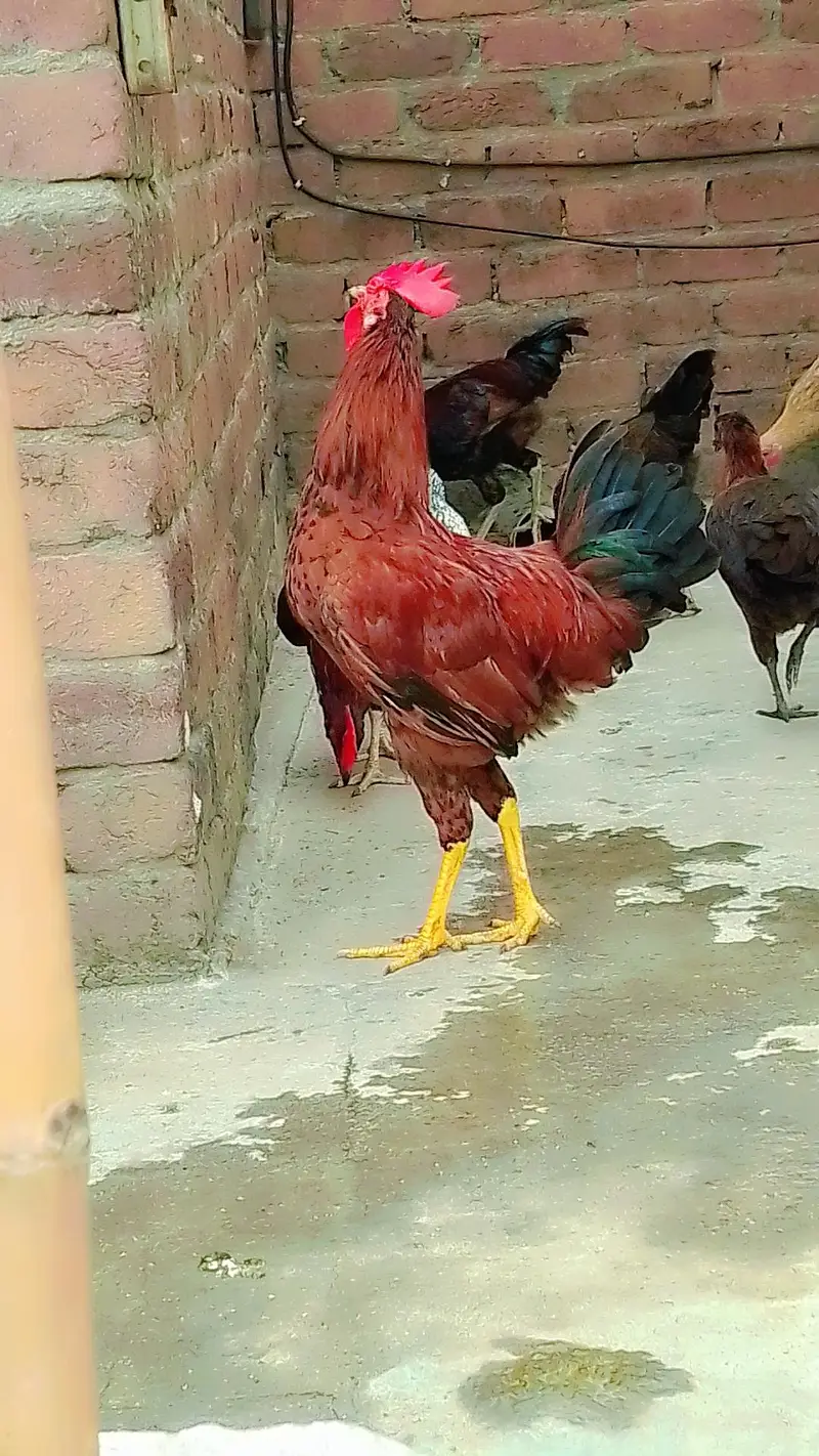 Male for sale — photo 2