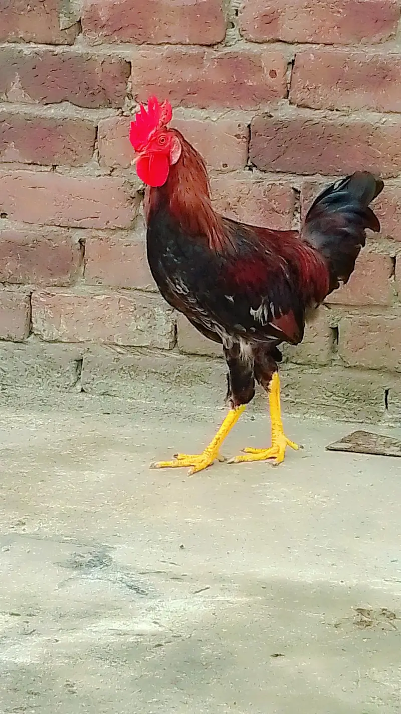 Male for sale — photo 4