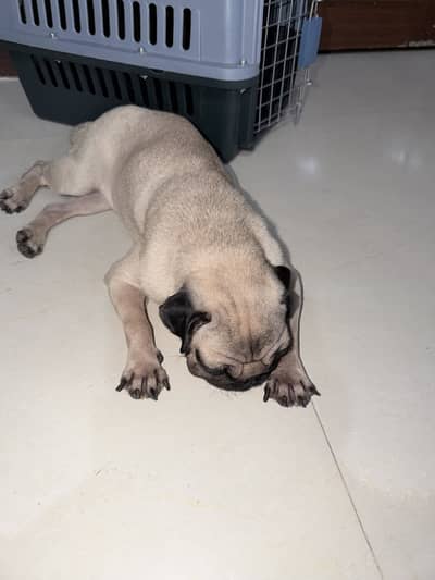 Pure Chinese Pug