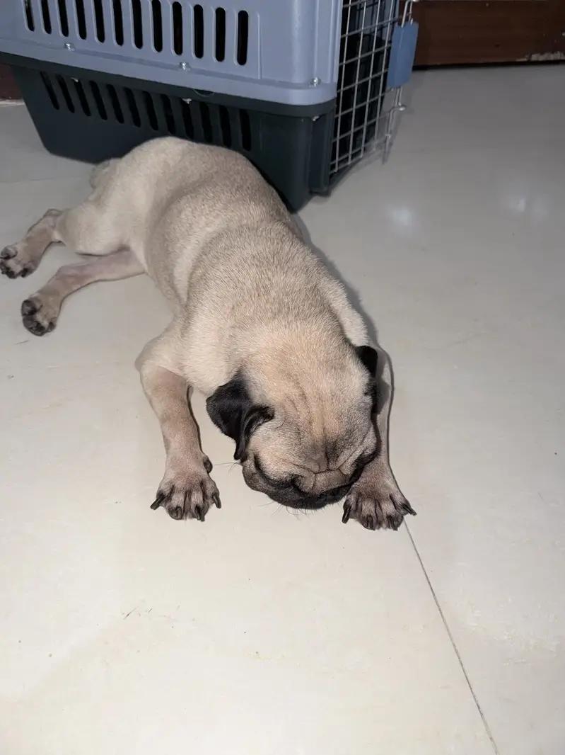 Pure Chinese Pug
