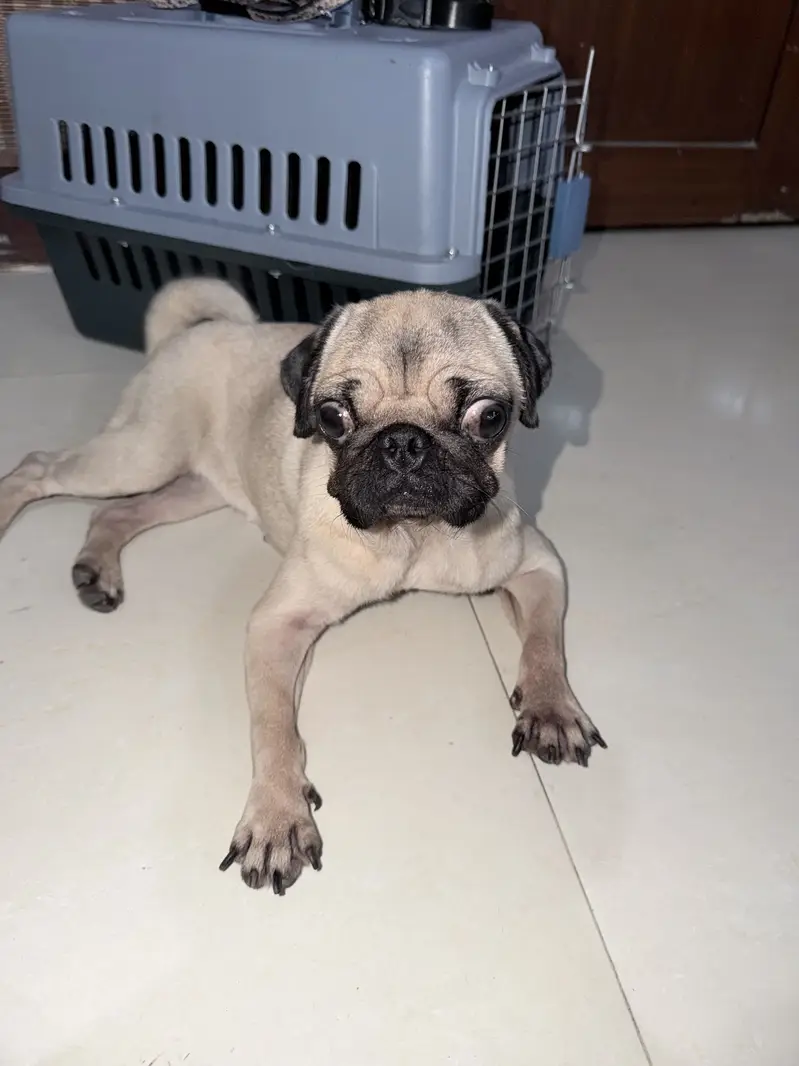Pure Chinese Pug — photo 2