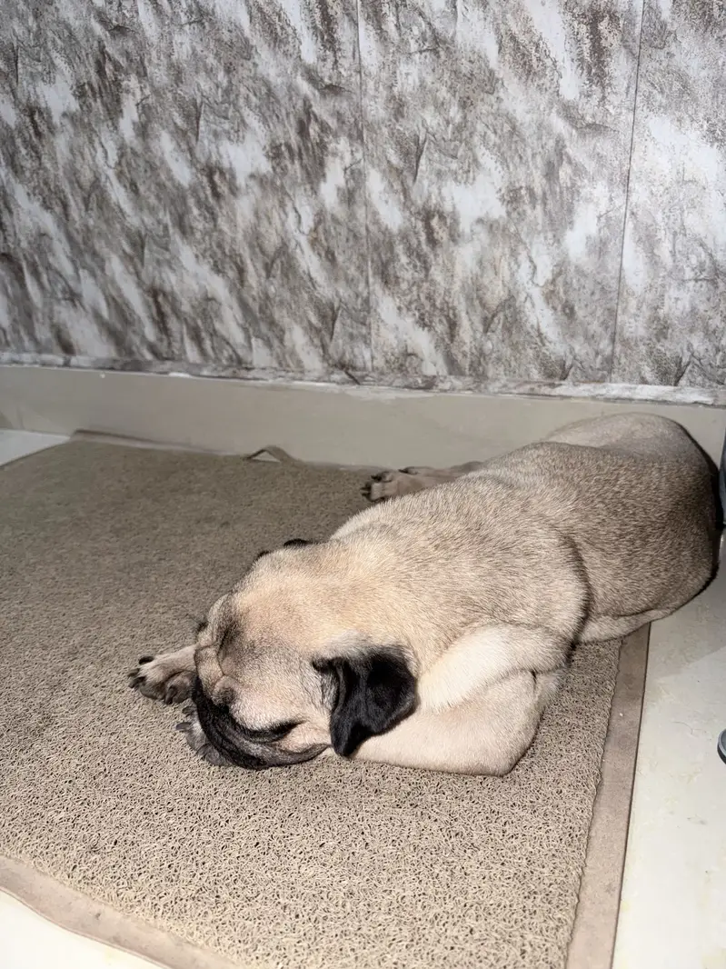 Pure Chinese Pug — photo 3