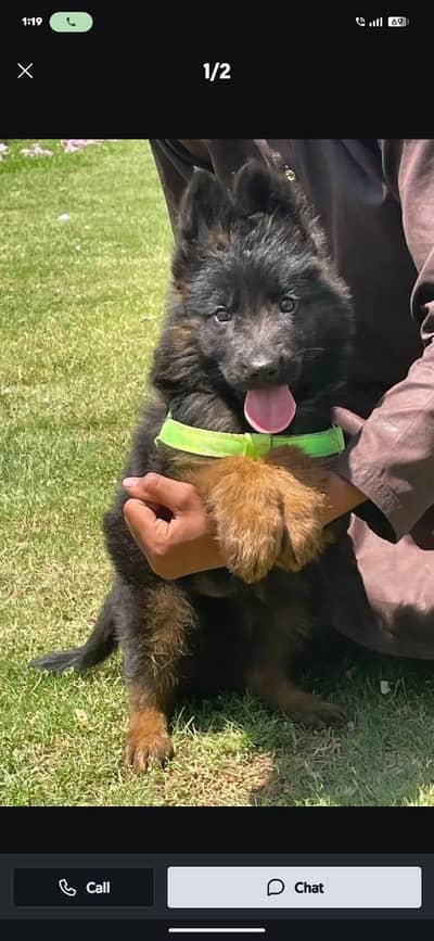 German Shepherd male puppy for sale