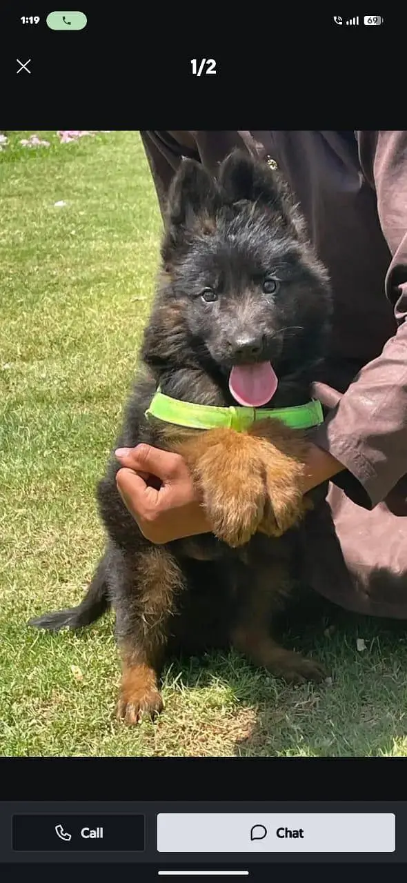 German Shepherd male puppy for sale
