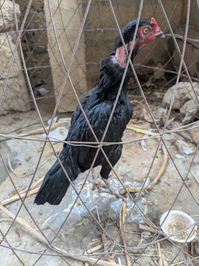 anda wala hai black mushka hai or ek Mianwali hai