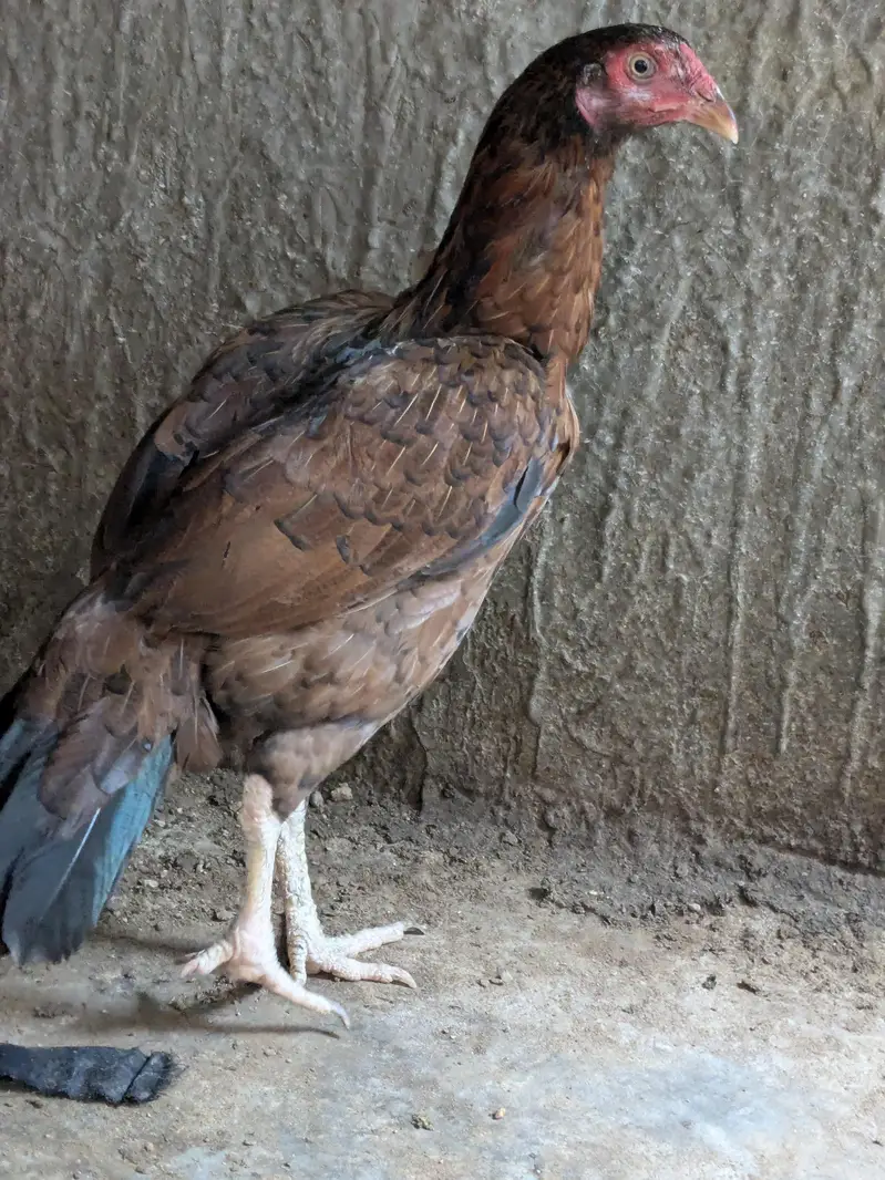 anda wala hai black mushka hai or ek Mianwali hai — photo 2