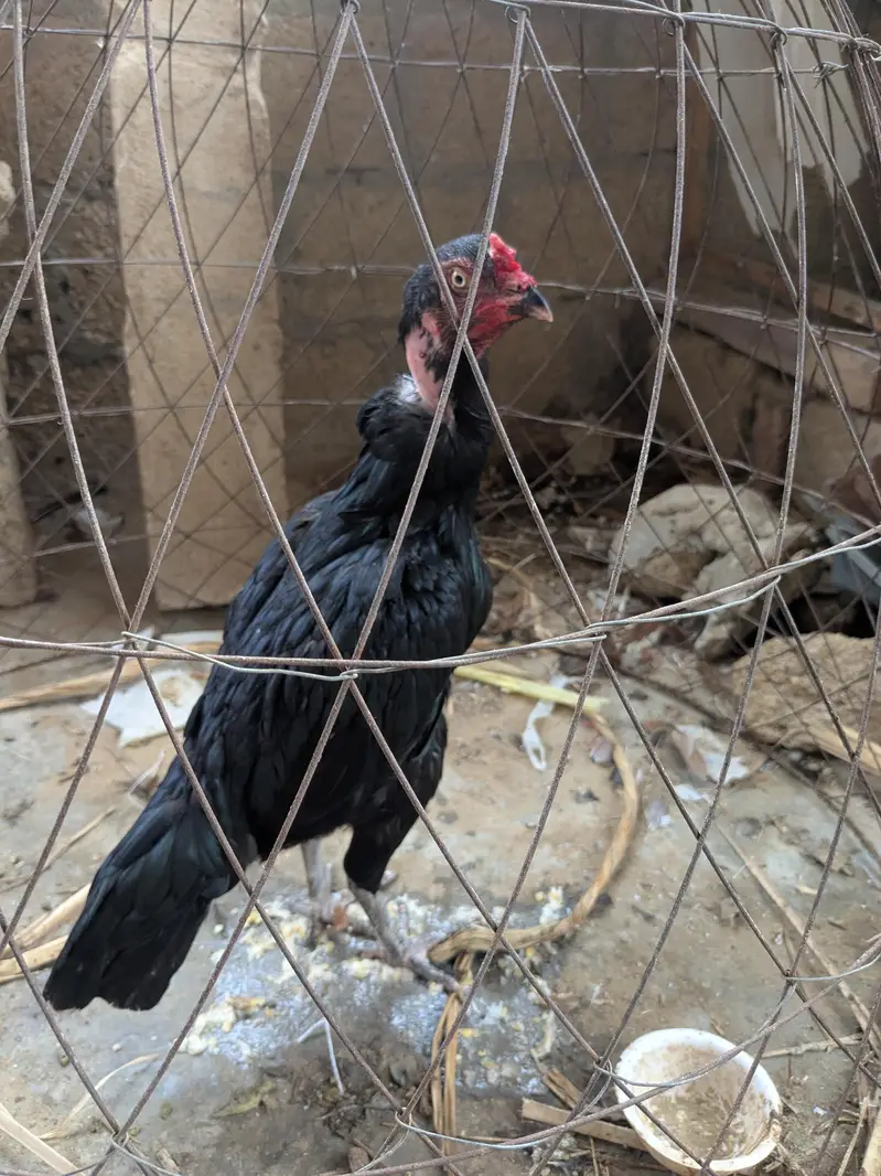 anda wala hai black mushka hai or ek Mianwali hai — photo 3