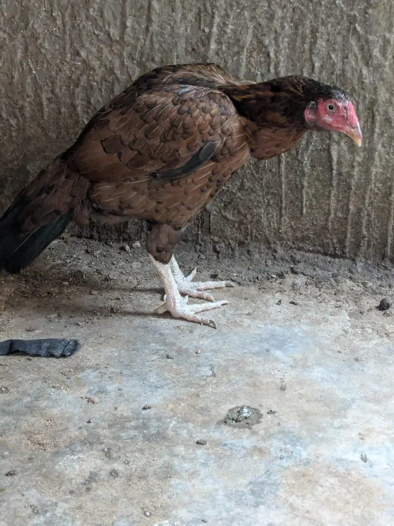 anda wala hai black mushka hai or ek Mianwali hai — photo 4