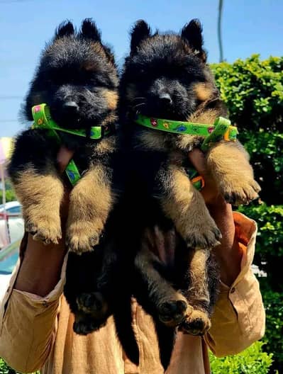 topline show high class quality gsd proper long coat pair for sale