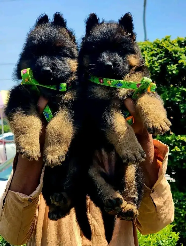 topline show high class quality gsd proper long coat pair for sale