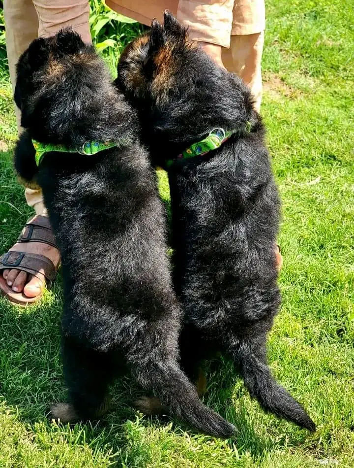 topline show high class quality gsd proper long coat pair for sale — photo 2