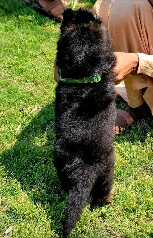 topline show high class quality gsd proper long coat pair for sale — photo 3
