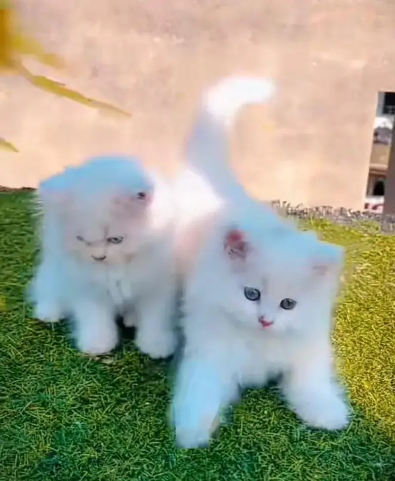 Persian kitten — photo 2