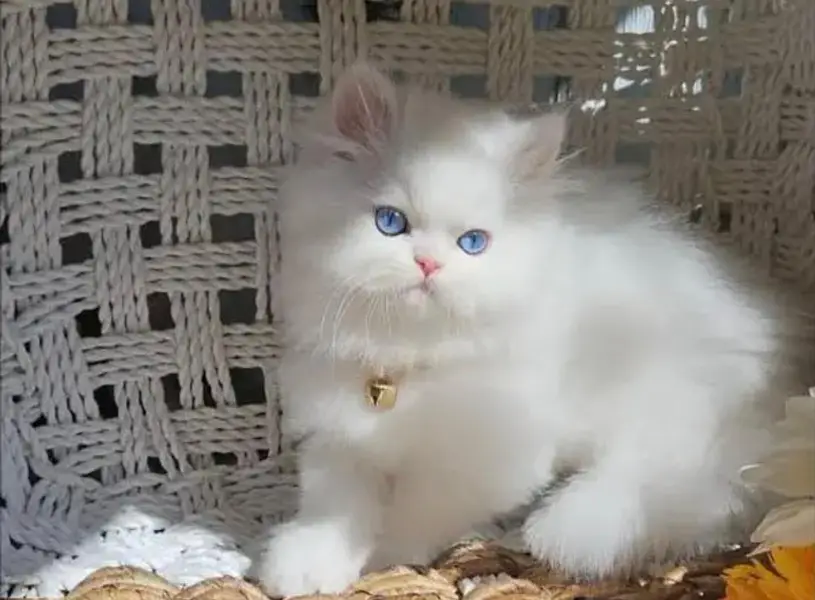 Persian kitten — photo 3