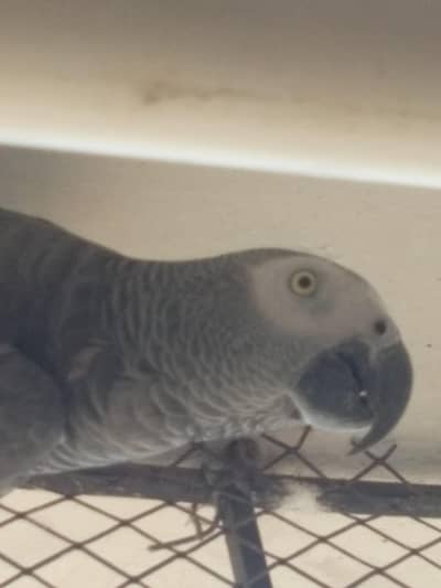 African grey mate 
