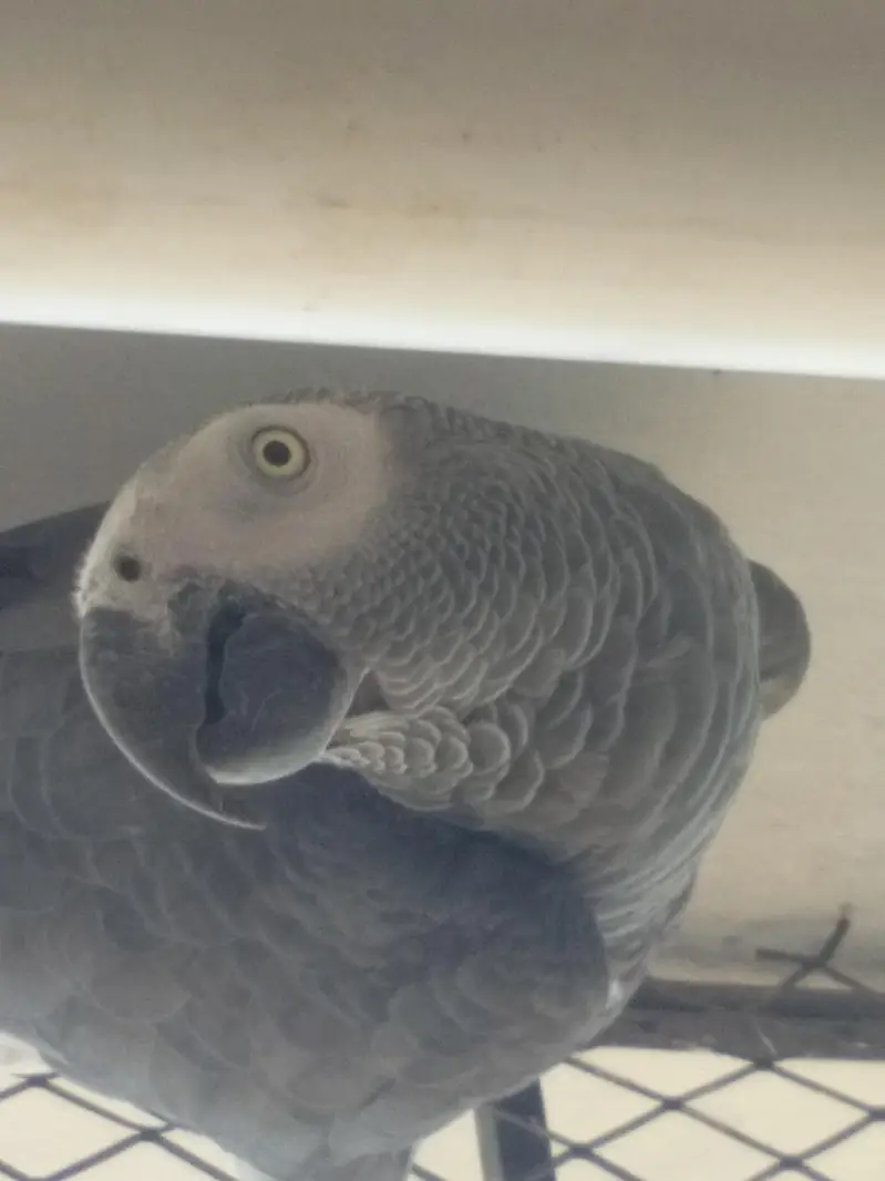 African grey mate  — photo 2